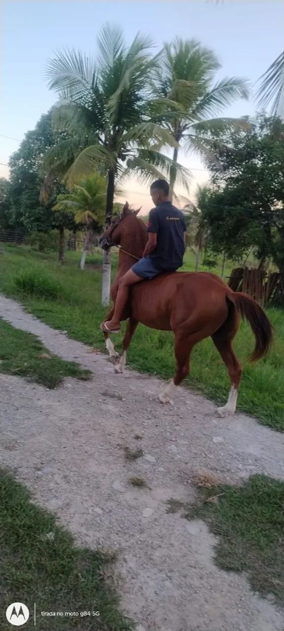 Cavalo Quarto de Milha - Foto 4