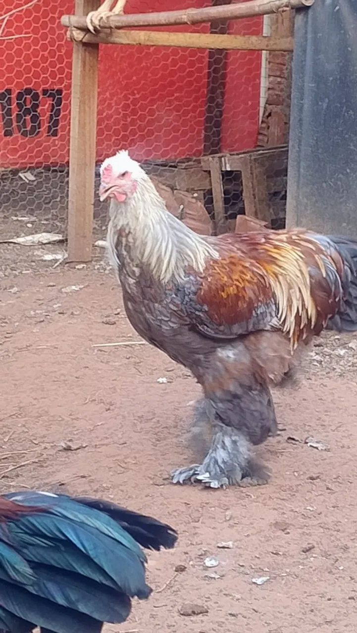 Gigante e brahmas
