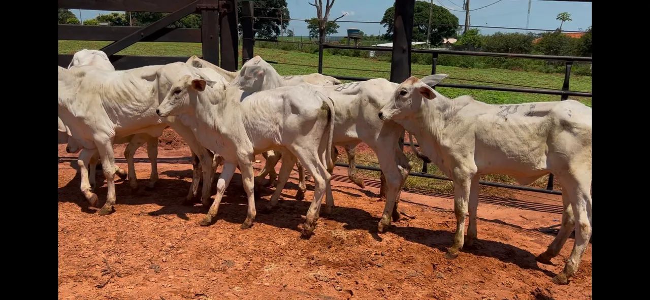 Bezerras nelore a venda  - Foto 5