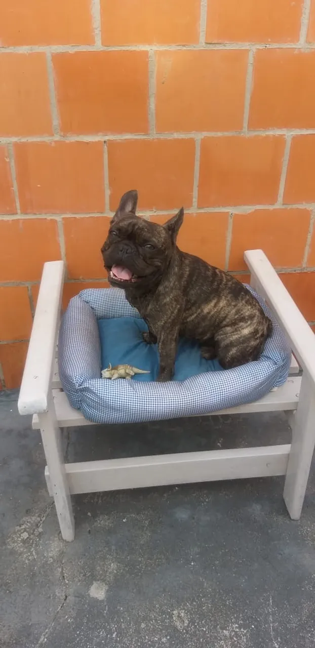 Bulldog Francês quer namorar