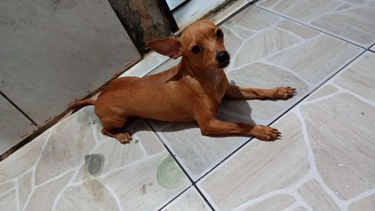 Filhote de Pinscher Miniatura