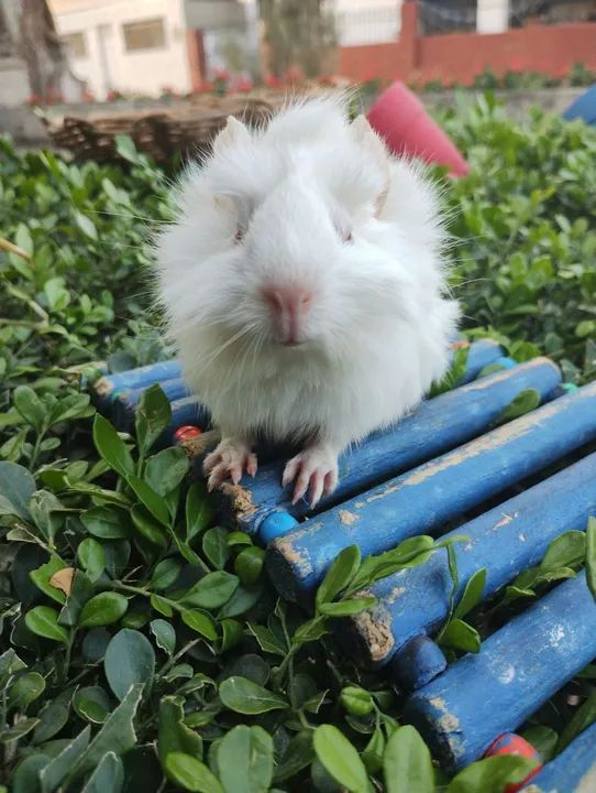 Porquinho da índia disponível 