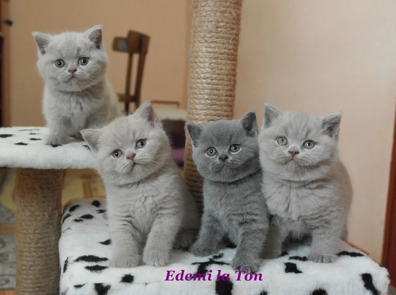 Gatinhos British Shorthair Cinza - Havila filhotes  - Foto 2