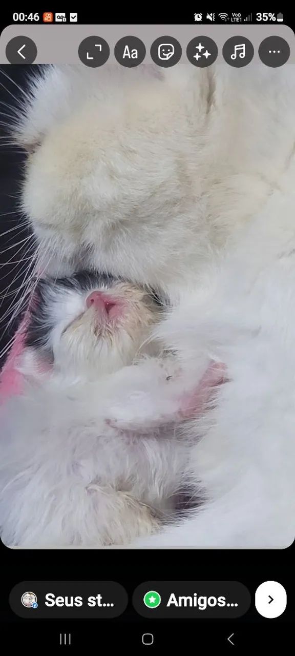 Gatos Persas  - Foto 4