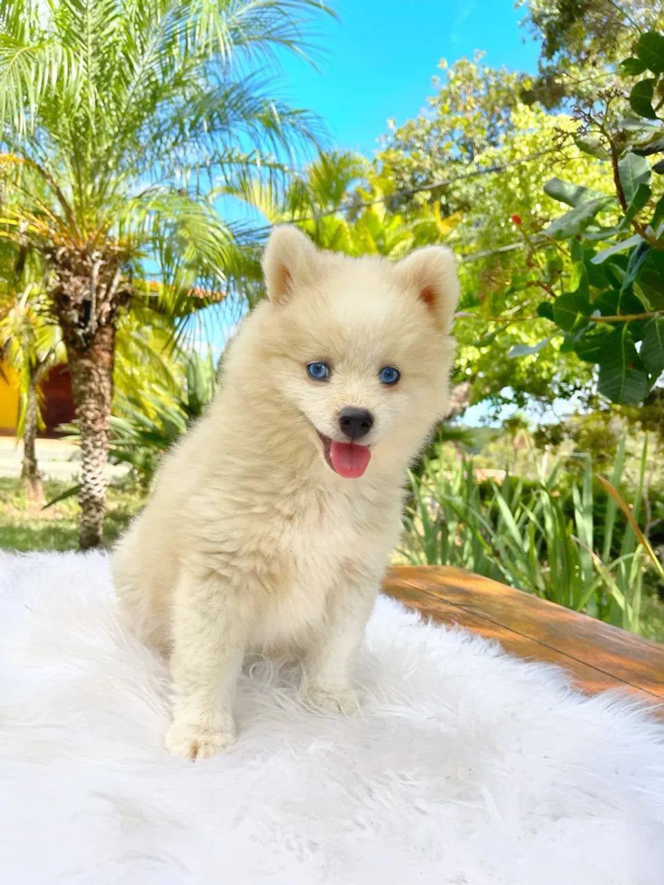 Pomsky com Olhos Azuis