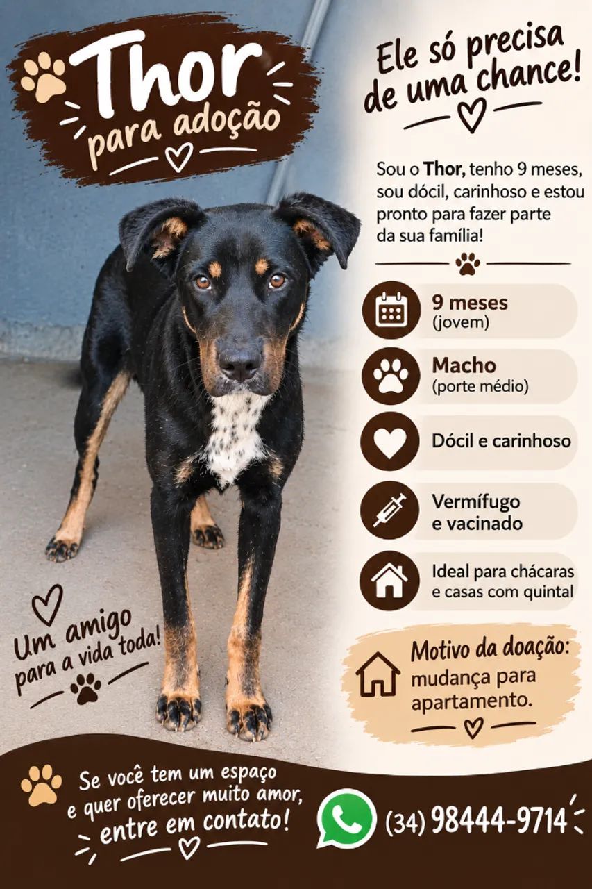 Cachorro 