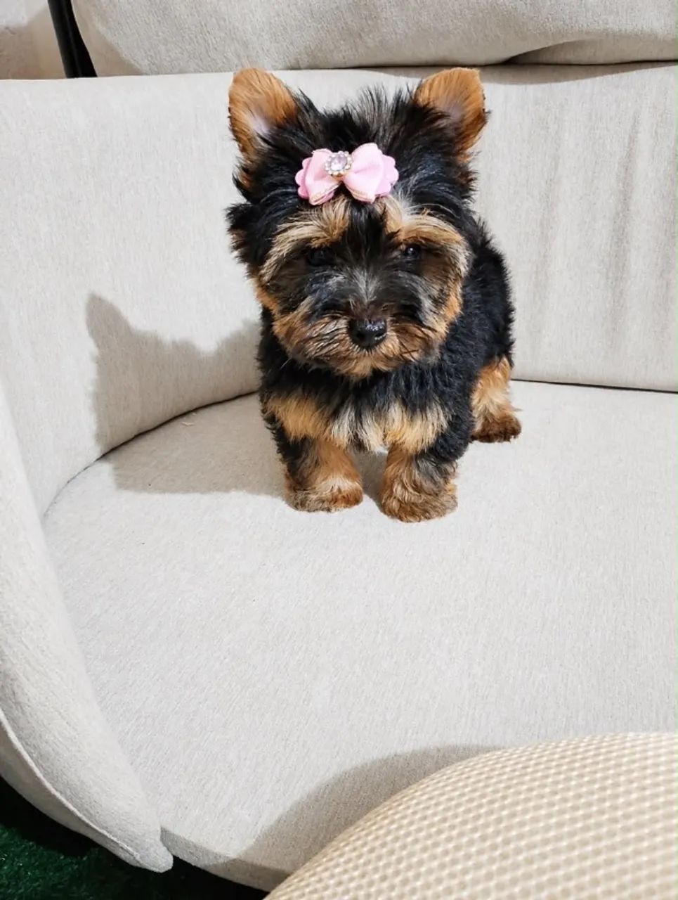 Vendemos cachorro de raça para canil pessoal  - Foto 3