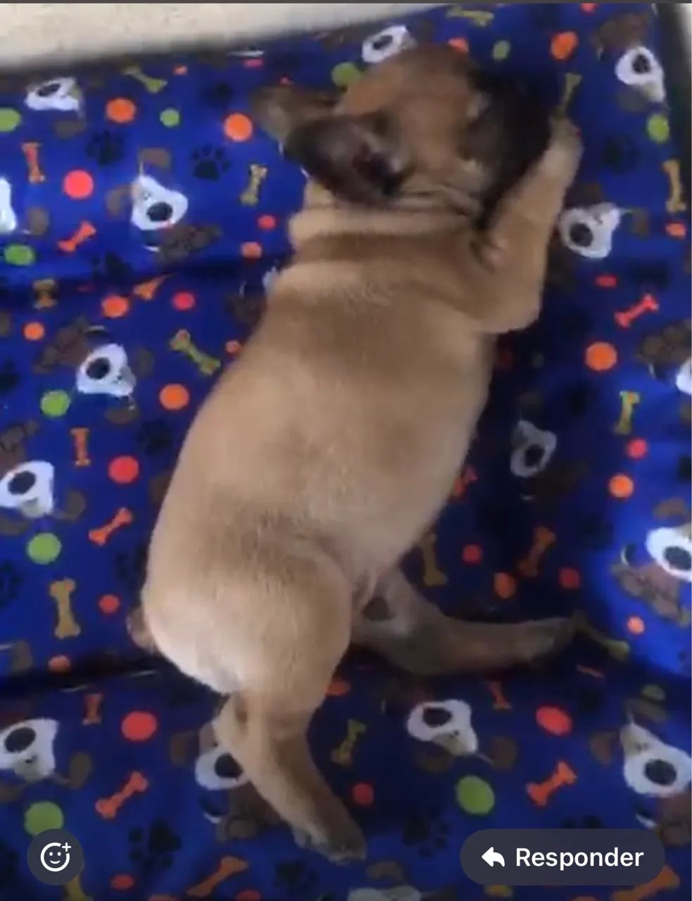 Cachorro - Foto 2