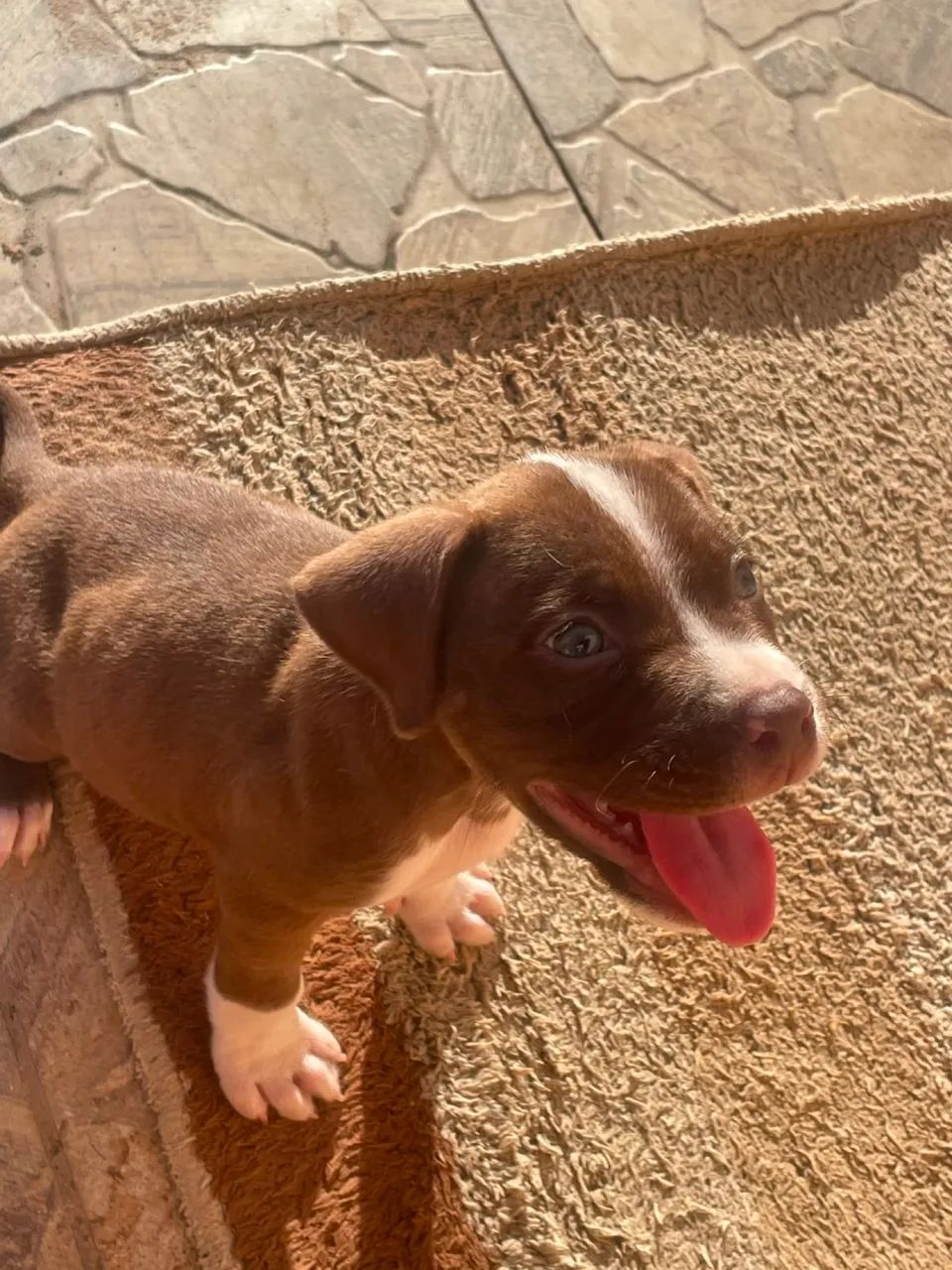 Filhote de pitbull  - Foto 2