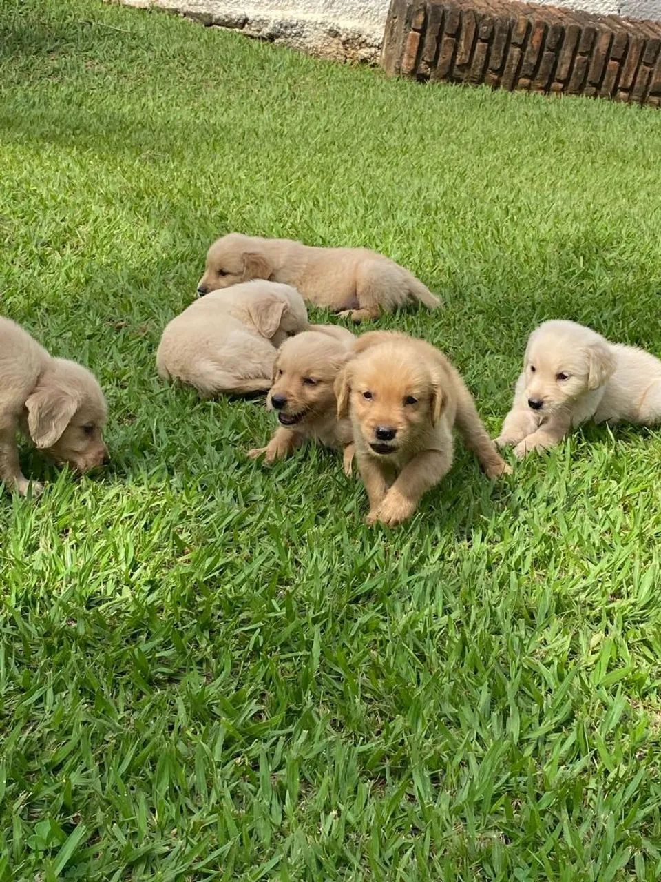 Golden Retriever filhotes 