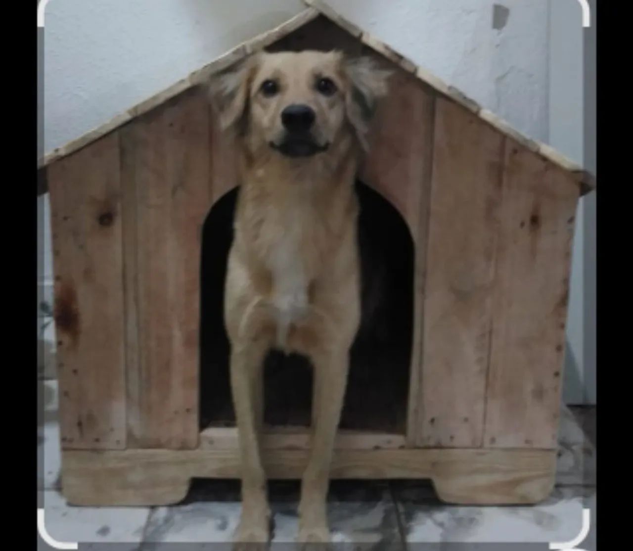 Casinhas de madeira pra seu pet  - Foto 3