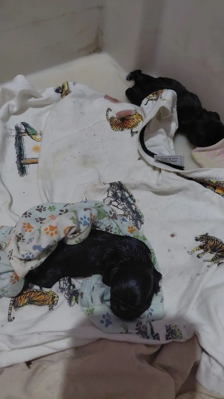 Filhotes pugs - Foto 2