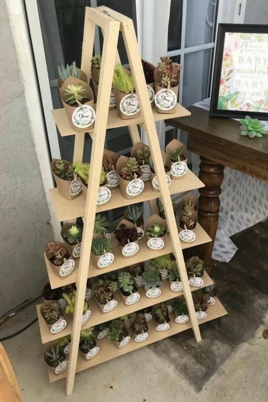 Vendo cactos  - Foto 3