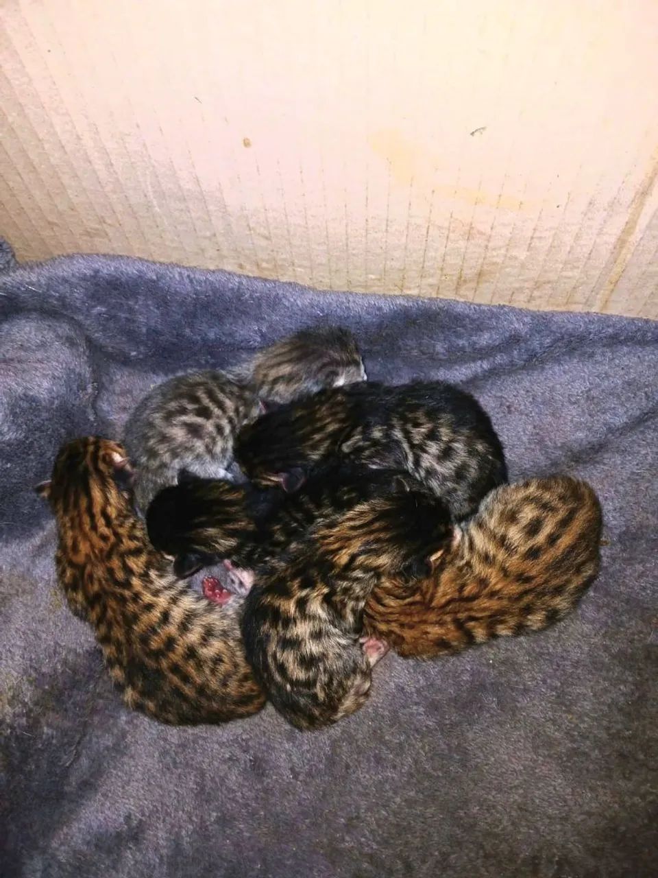 Gato Bengal  - Foto 2