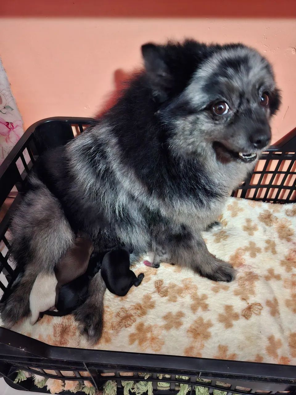 Cachorro spitz alemão 