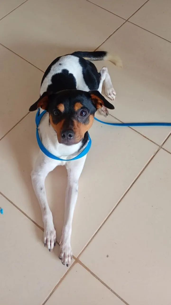 Para adoção  - Foto 2