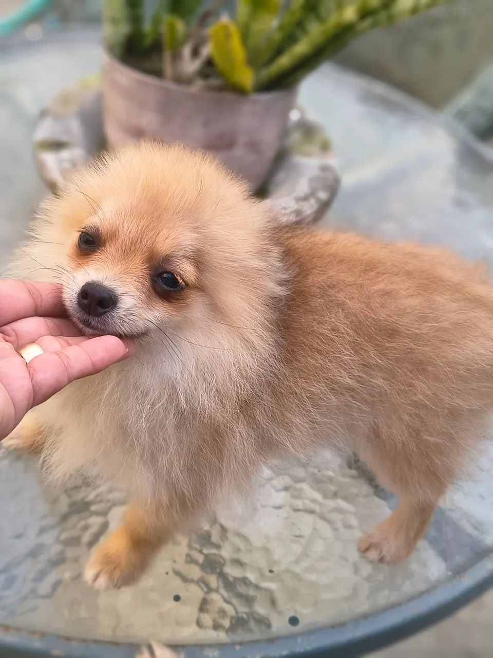 Spitz alemão,