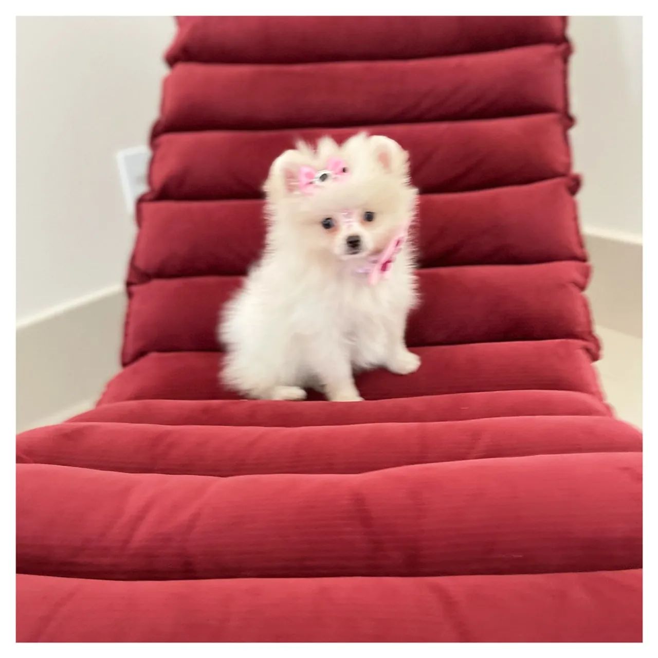 Spitz alemão anão  - Foto 2