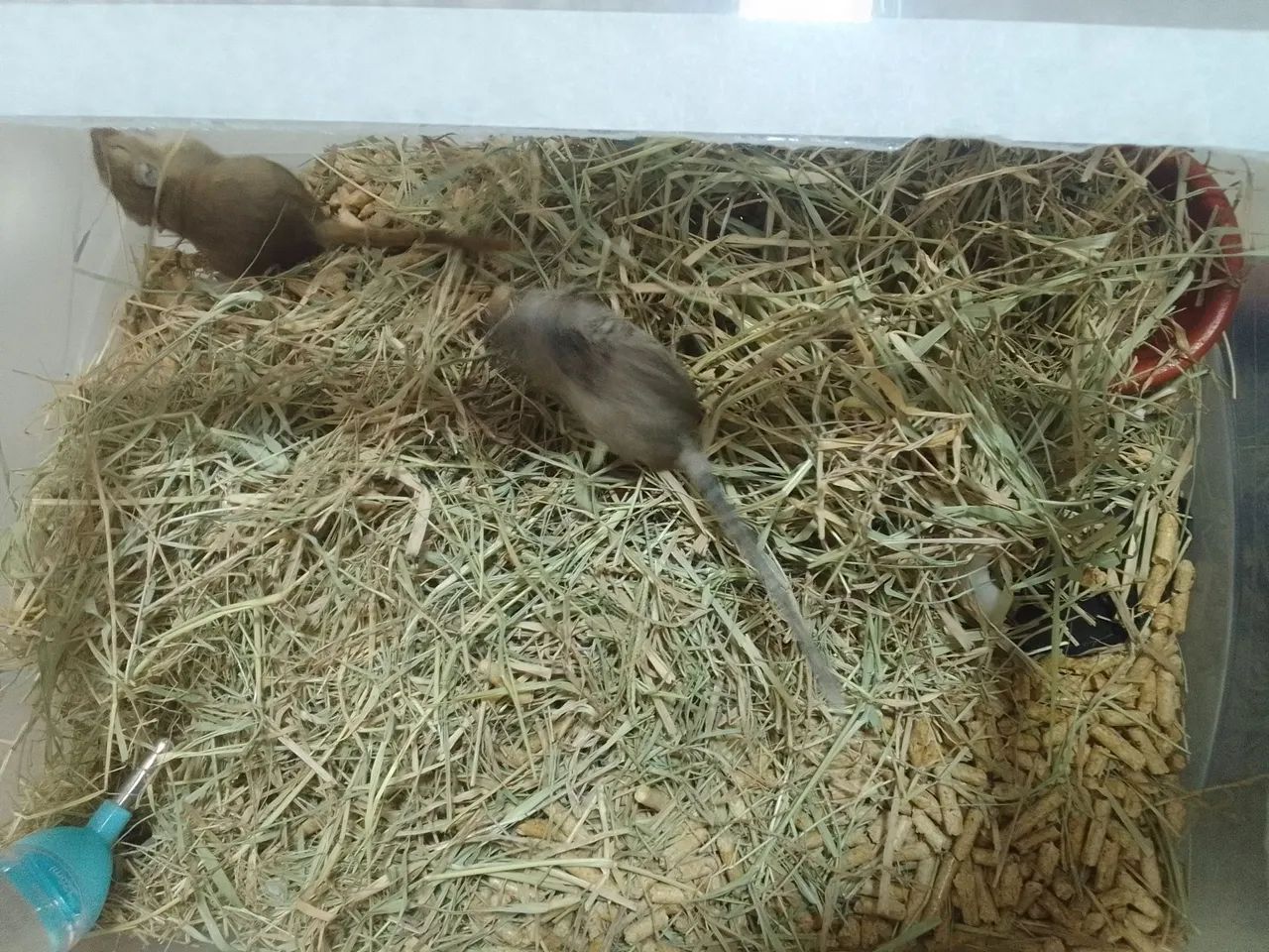 Esquilos Mongólia Gerbil 