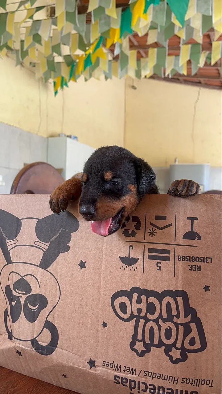 FILHOTES DE DOBERMAN  - Foto 5
