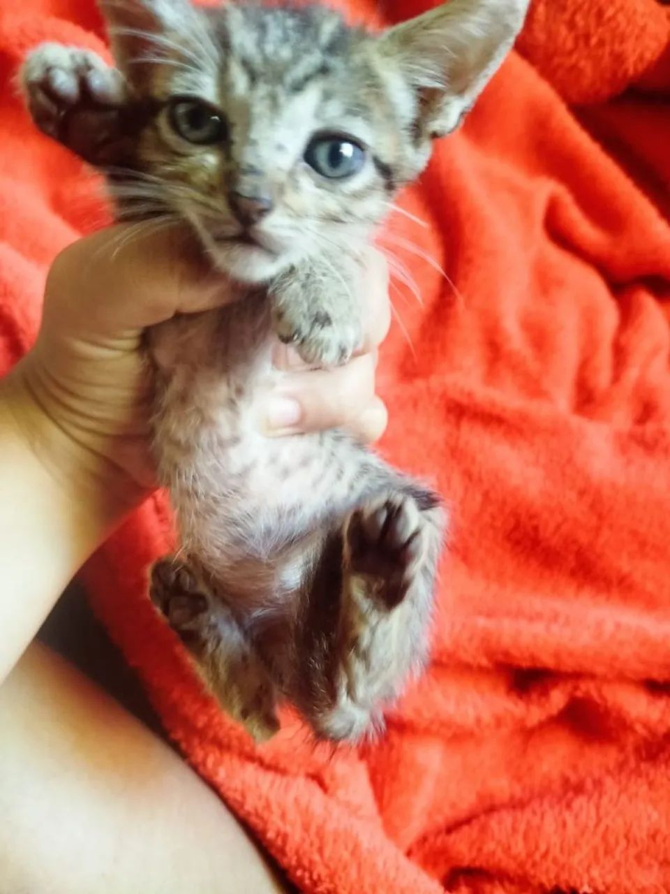 Gatinhas para doação (SRD)  - Foto 2