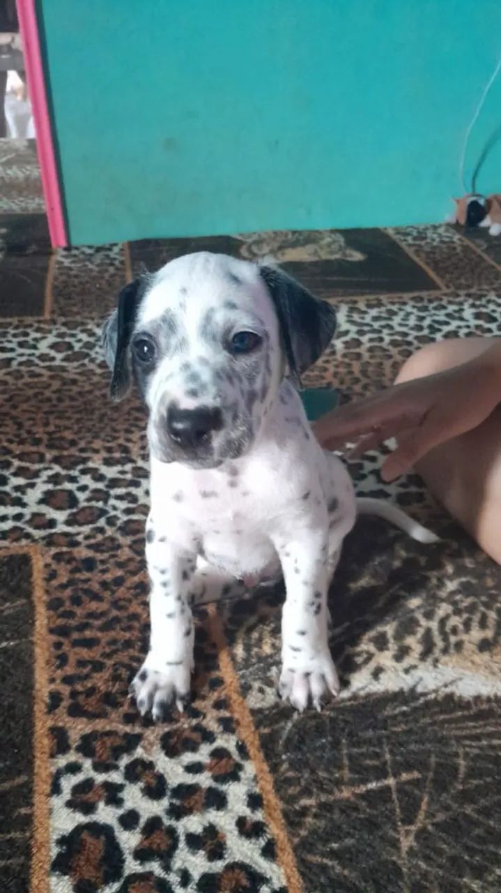 Vende se cachorro dálmata (macho)