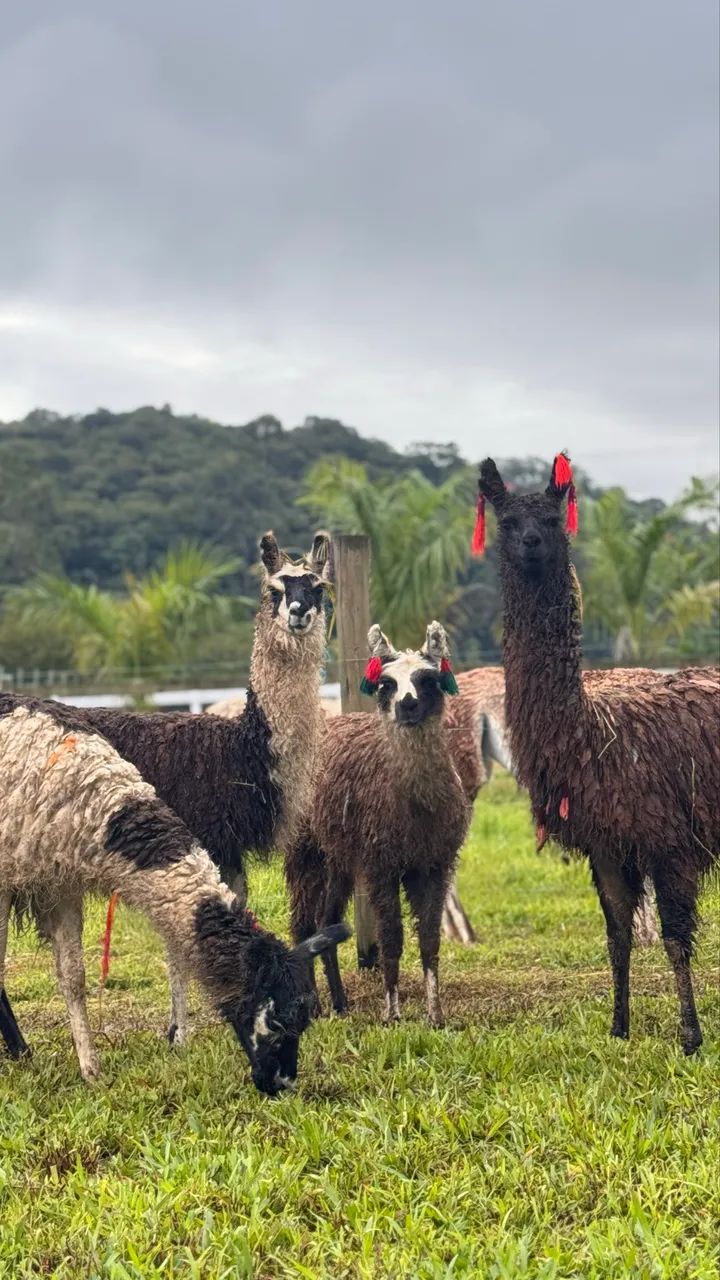 Lhamas - Camelídeos -  - Foto 5