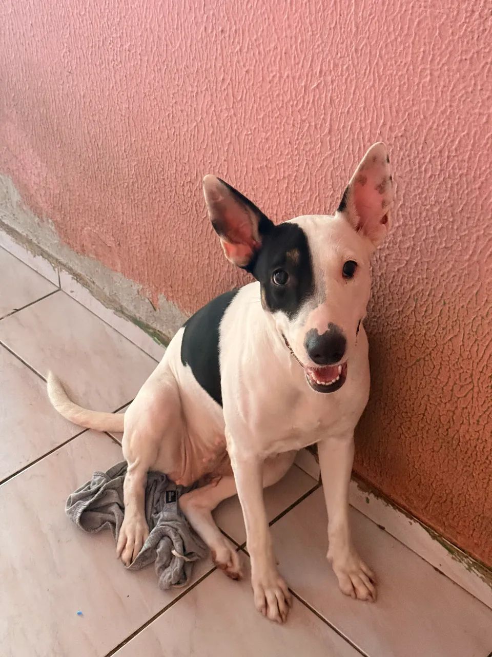 Bull terrier 