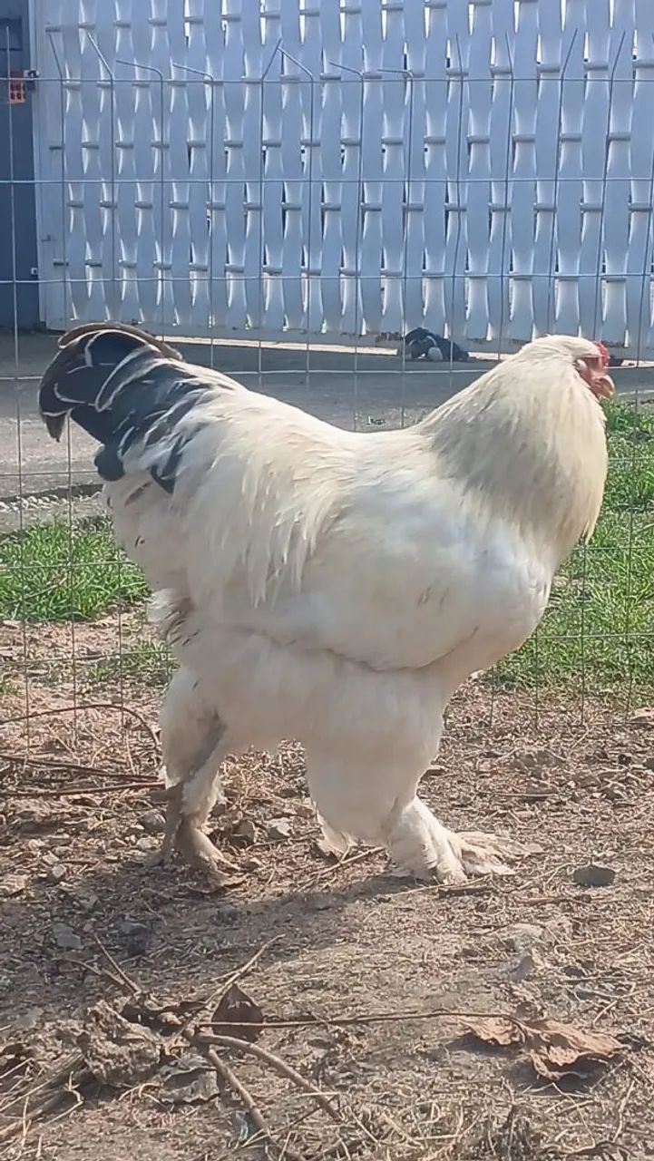 Galos Brahma Light e ovos  - Foto 2
