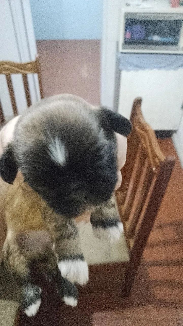 Cachorro  - Foto 4