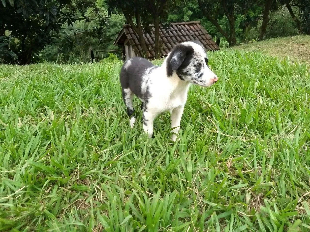 Border Collie macho  - Foto 2