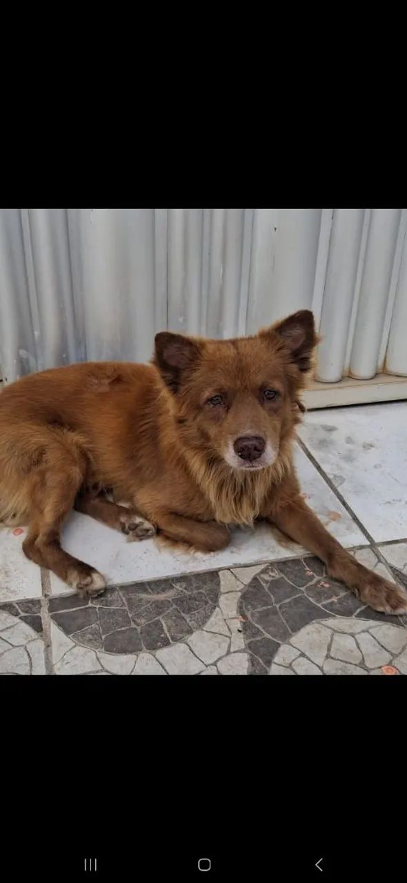Animal  - Foto 2