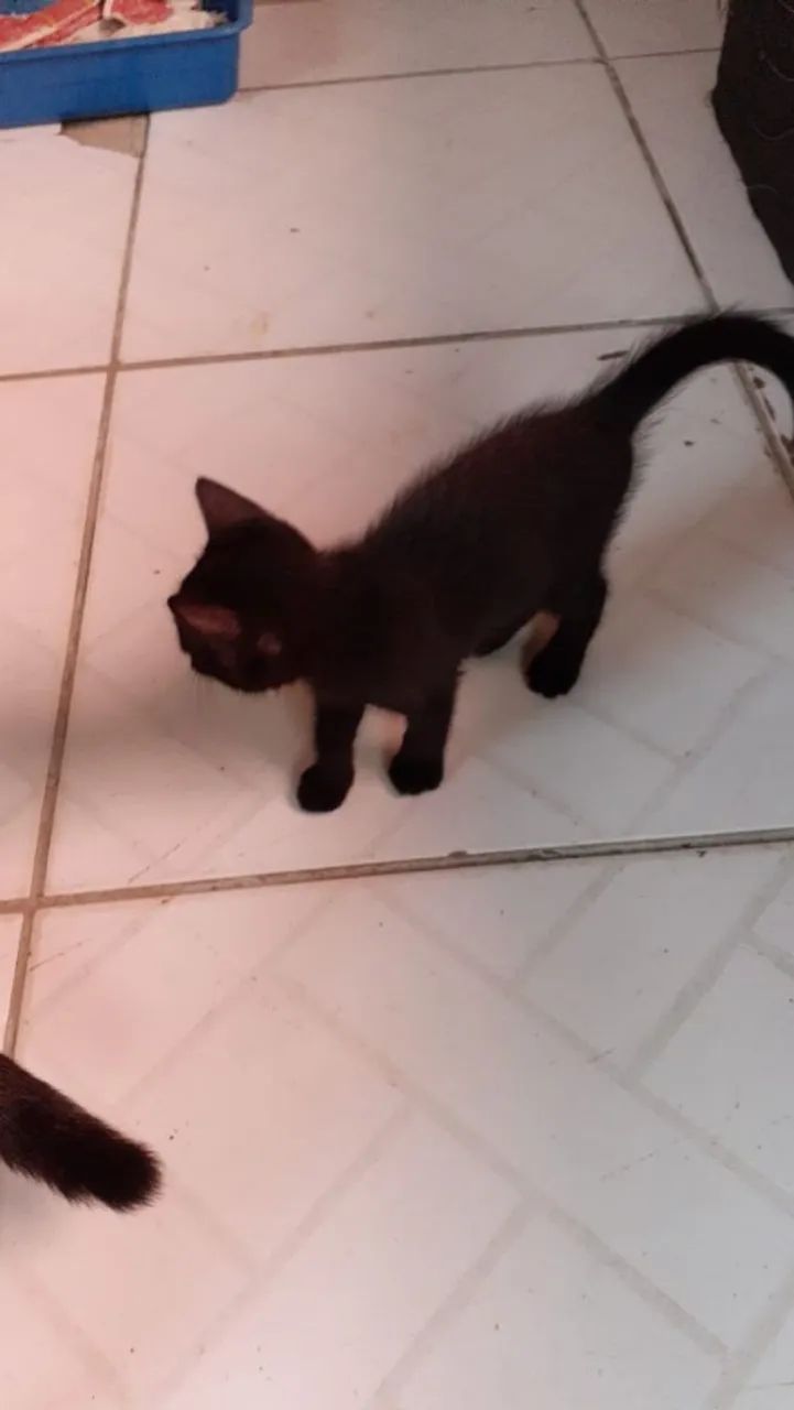 Gatinhos para adoção responsável! - Foto 5