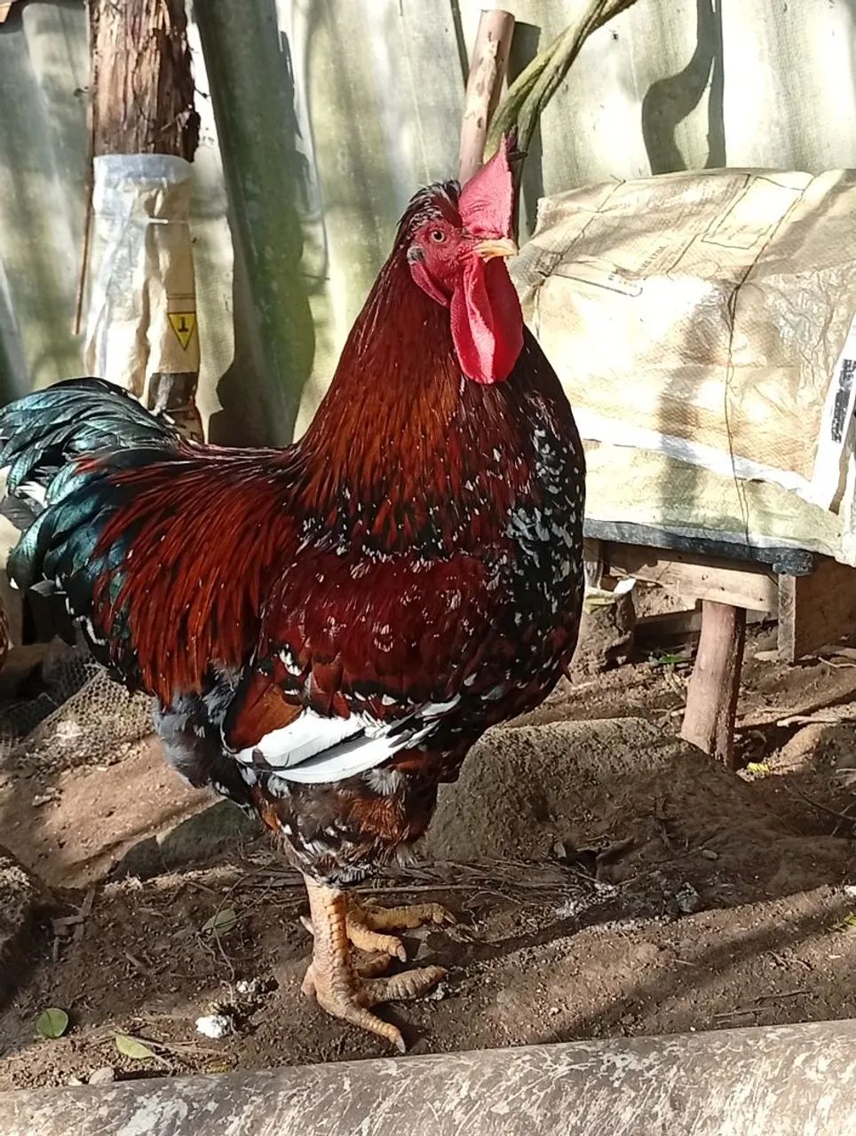 Galo GSb lindo  - Foto 3