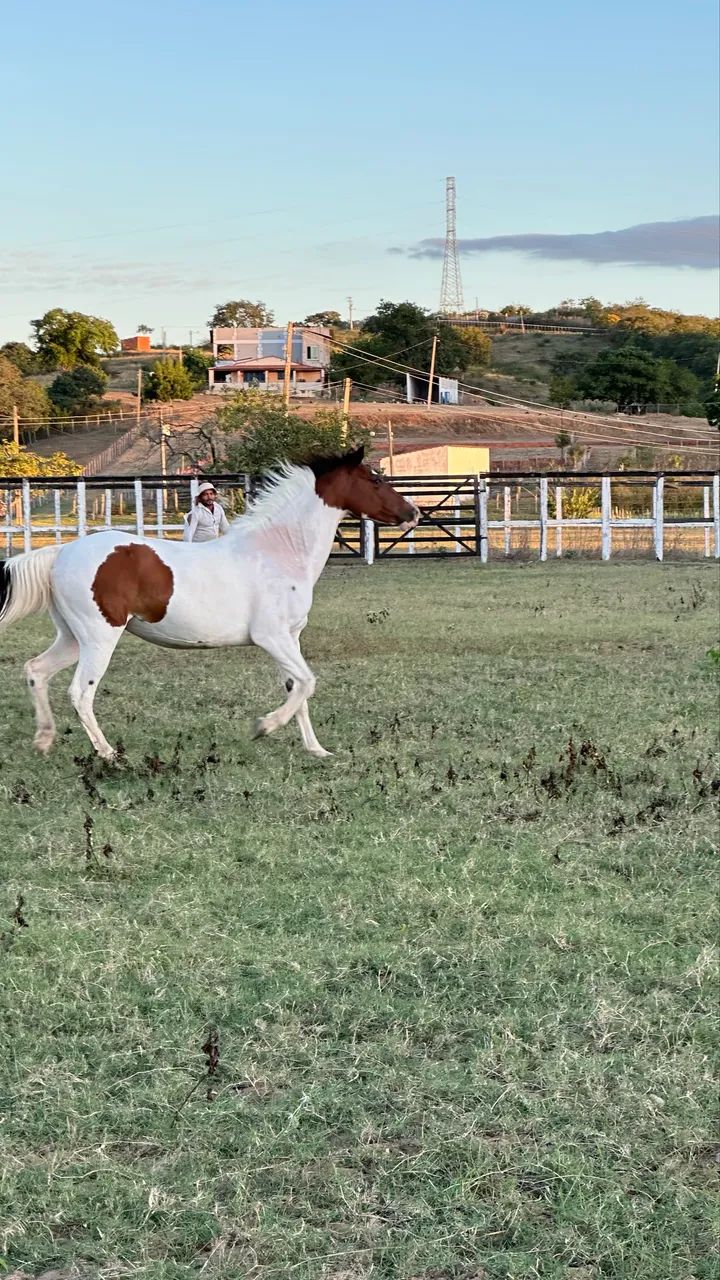 Égua  - Foto 3