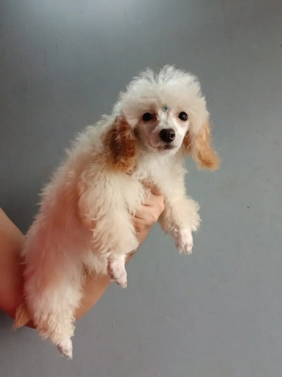 Poodle micro toy  - Foto 3