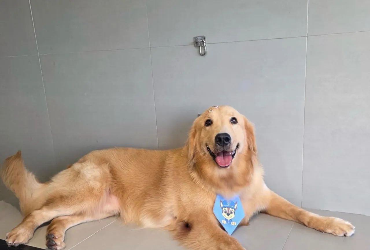Freddy Golden Retriever Macho  - Foto 4