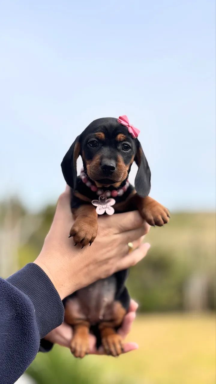 Fêmea Dachshund Linguicinha  - Foto 5