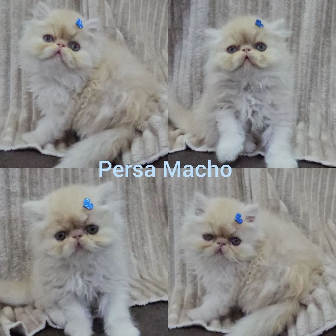 Persas, Exóticos e Himalaios Filhotes - Gatil BSB Cat  - Foto 2