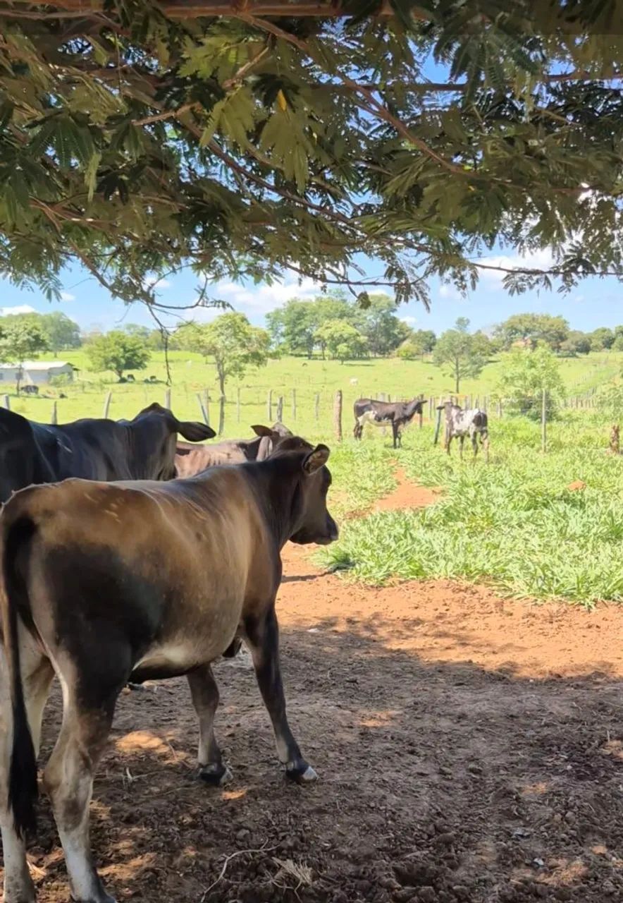 10 novilhas cruzada entre 18 a 20 mês $2.900 cada - Foto 6