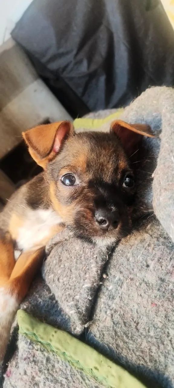 ? Informações sobre o cachorro: - Foto 2
