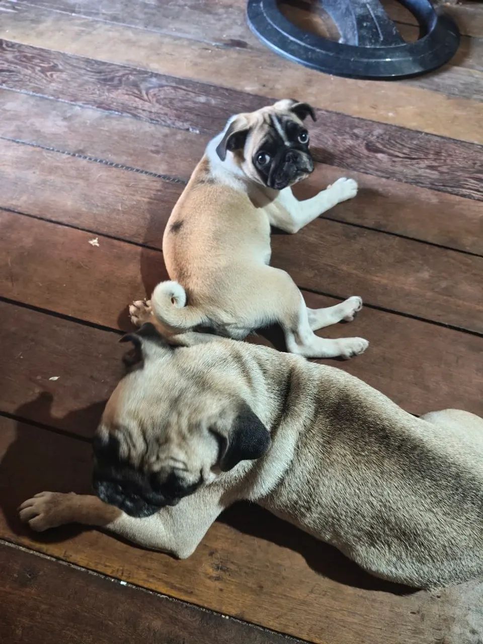 Pug panda fêmea  - Foto 2