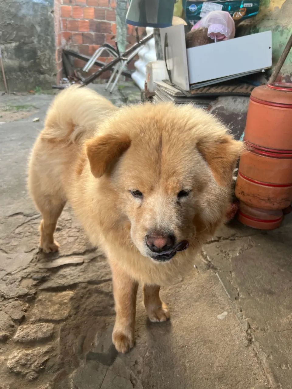 CHOW CHOW - Foto 3