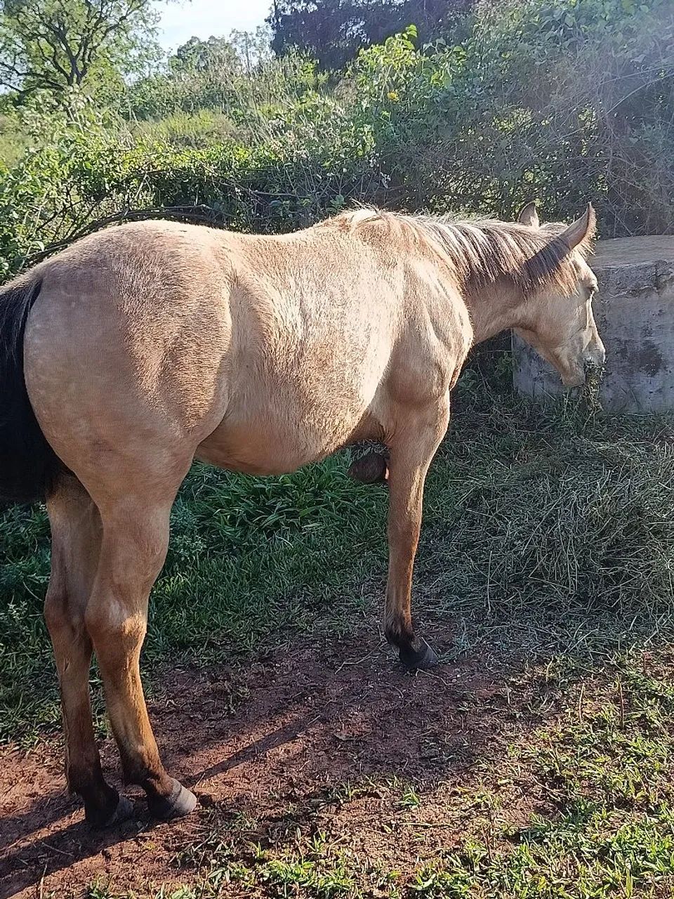 Vendo potra, valor 15.000 - Foto 4