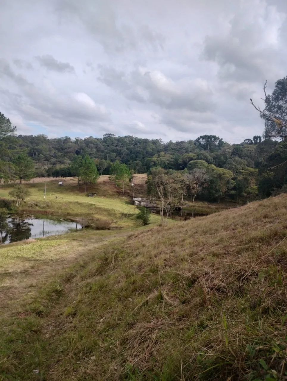 Área com 10 alqueires ... Galinha morta ! 