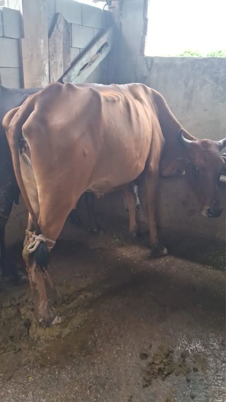 Vacas