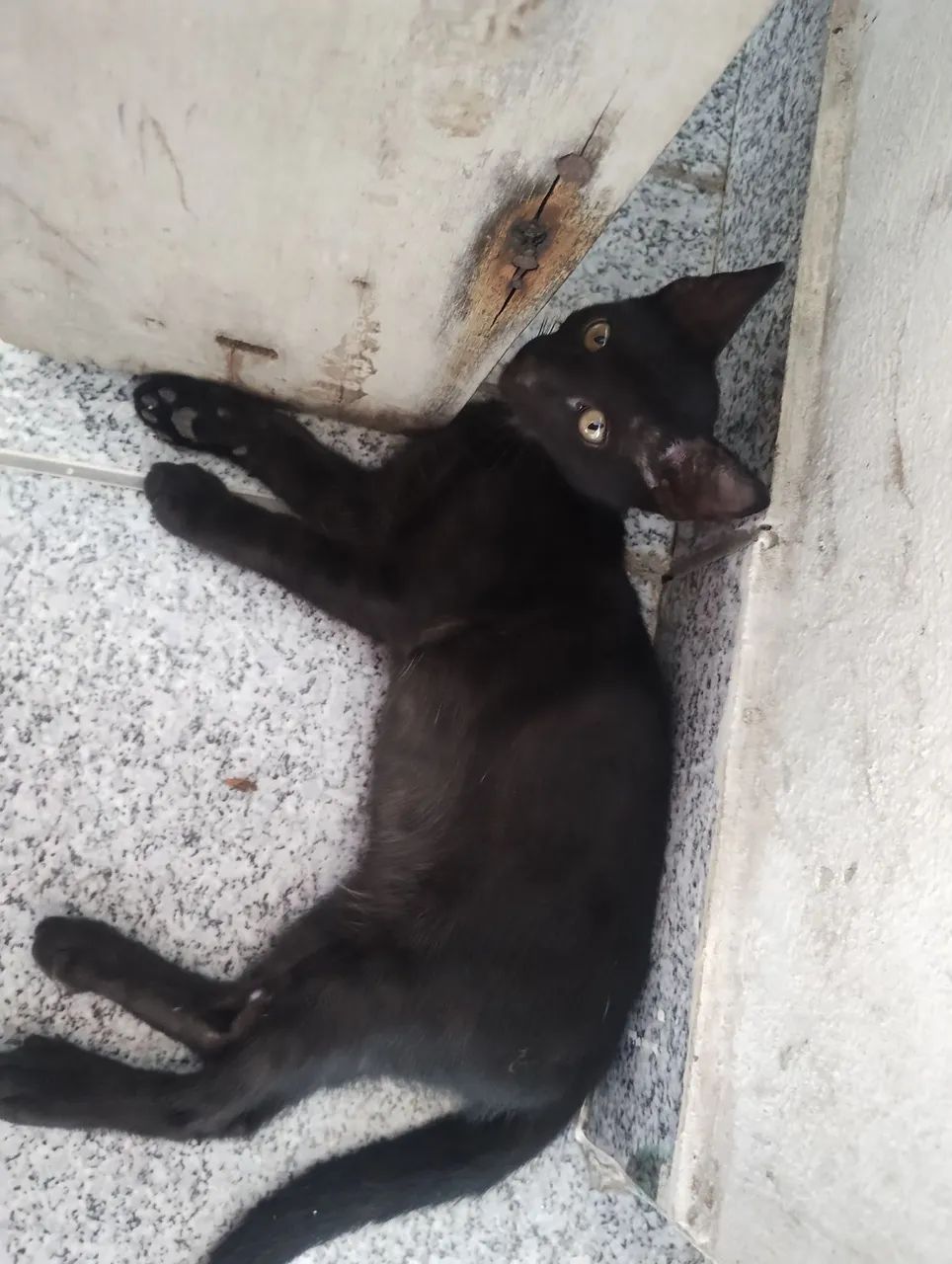 Adoção responsável  - Foto 6