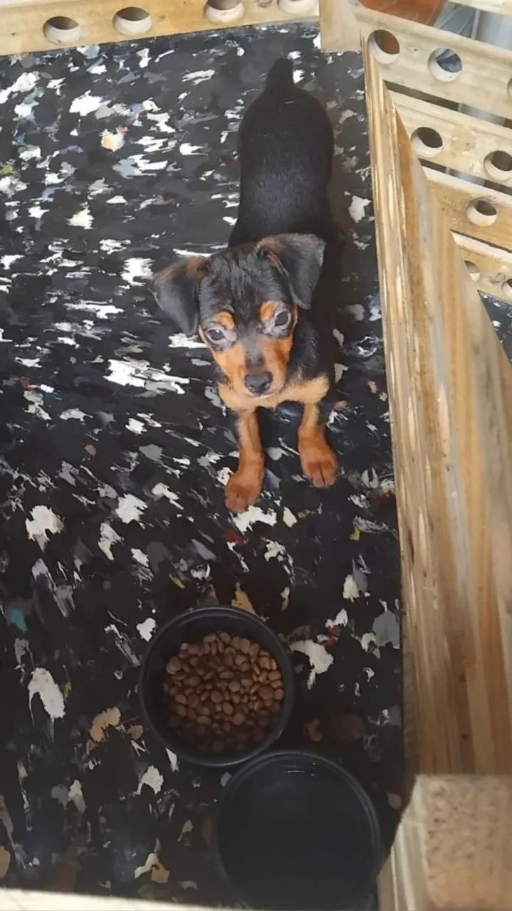 Cachorro piche 
