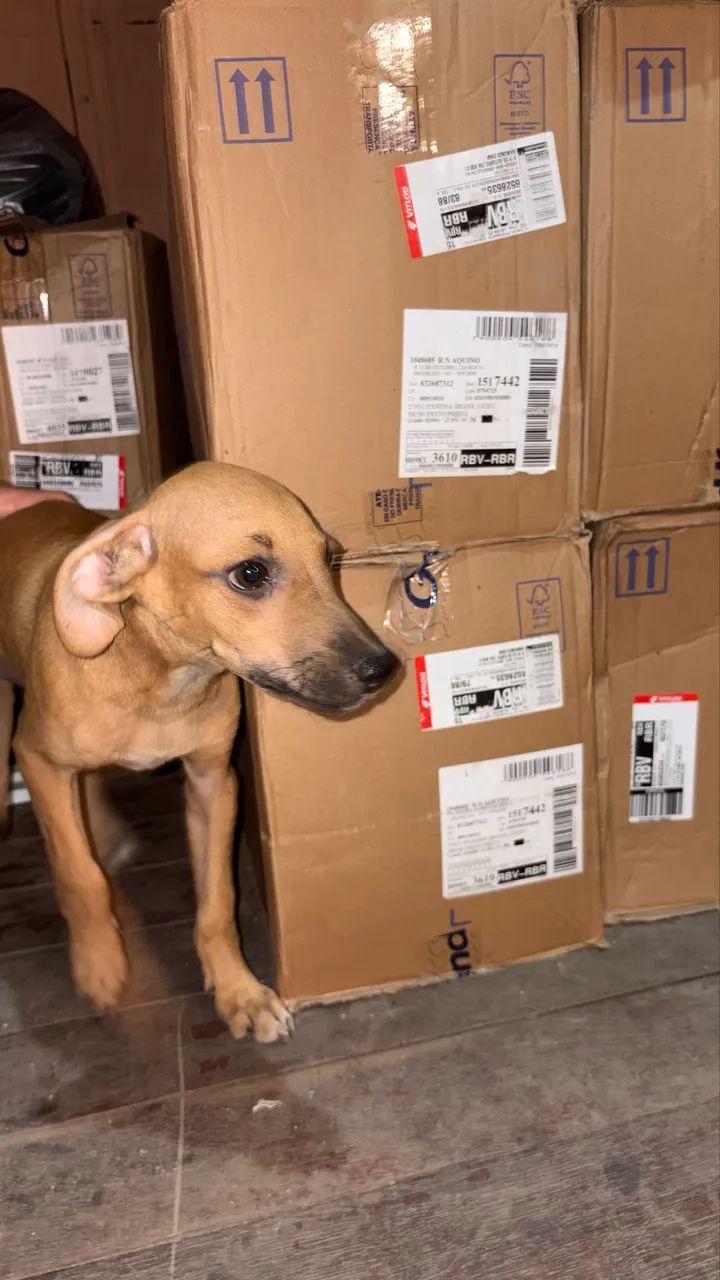 Cachorro para doação  - Foto 2