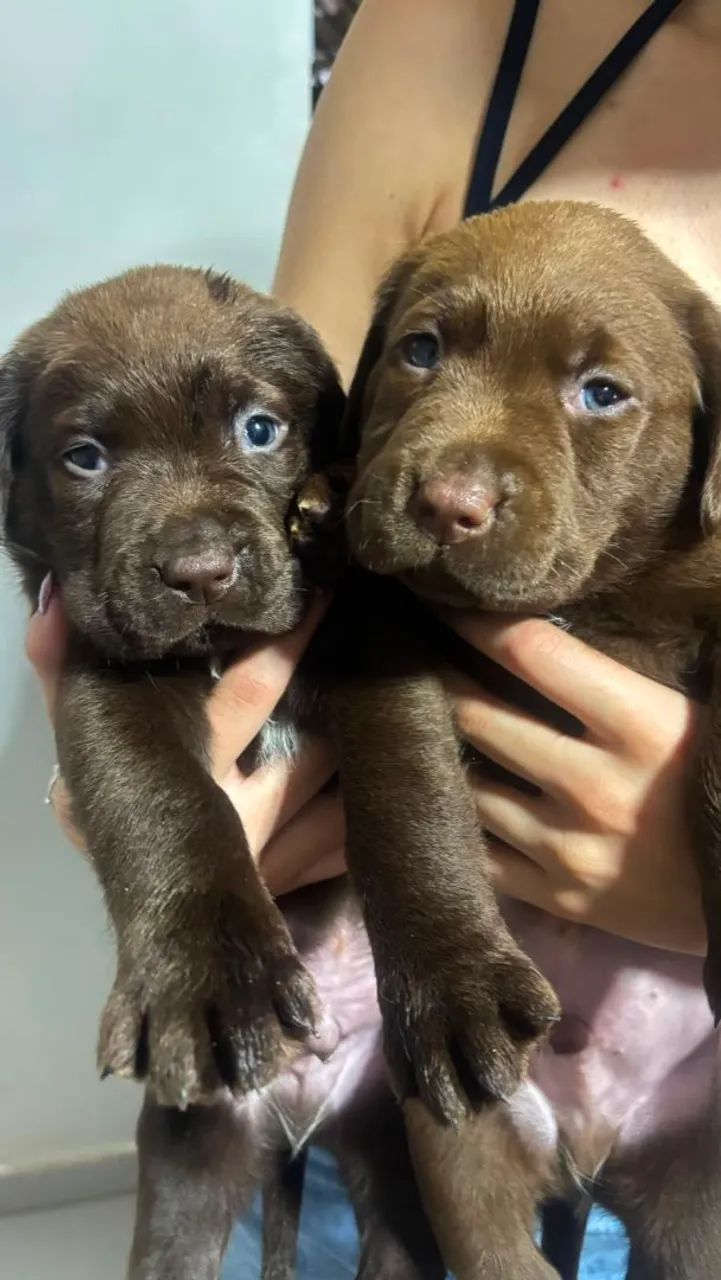 Filhote Labrador  - Foto 2